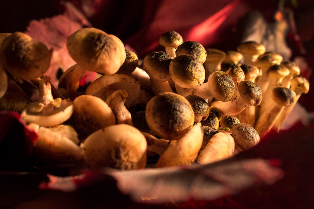 Still Life Photography